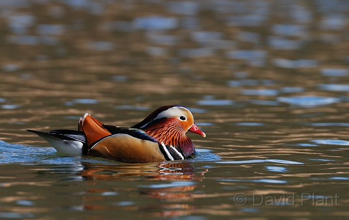 Mandarin male - A.jpg - Mandarin, male - Forest of Dean